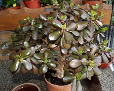 Crassula Ovata.jpg