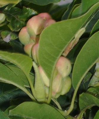 Samen_Magnolie_unreif_1431.jpg