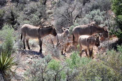 Wildesel_Burro.jpg