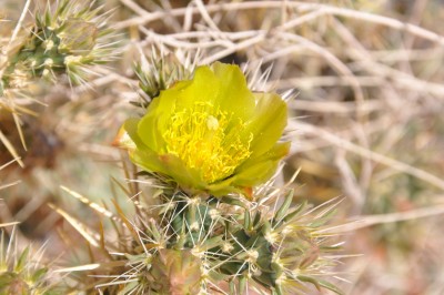 Blüte_05.jpg