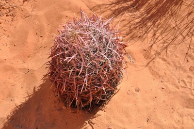 Ferocactus.jpg