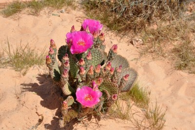 Opuntia_basilaris.jpg