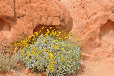 Blüten_08.jpg