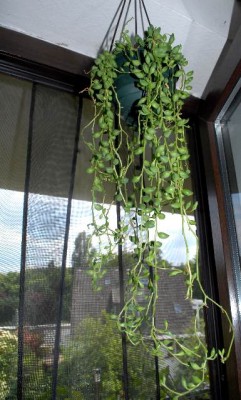 senecio 021yy.jpg