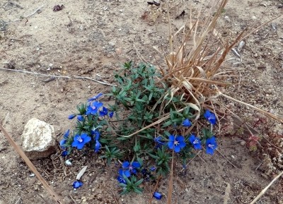 blaueblume01.jpg
