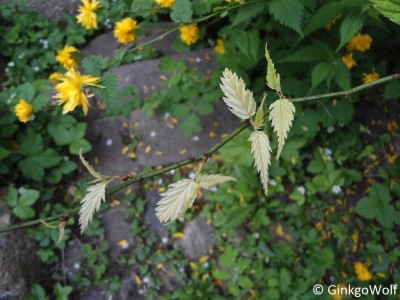 Kerria_krank (3).JPG