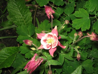 Juni 01 2013 004.JPG