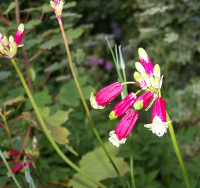 2013-06-02 - Pflanzen 010b.jpg
