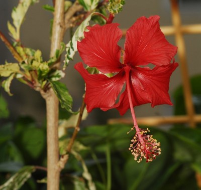 dsc_9999_Hibiskus.jpg