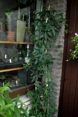 Passiflora 005yy.jpg