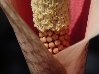Amorphophallus bulbifer 4k.JPG