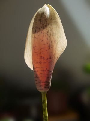 Amorphophallus bulbifer 3k.JPG
