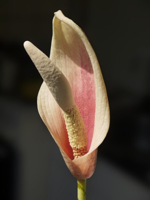 Amorphophallus bulbifer 2k.JPG