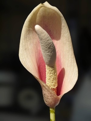 Amorphophallus bulbifer 1k.JPG
