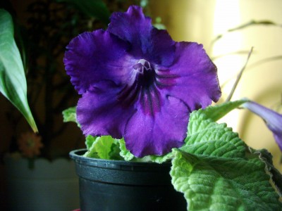 Streptocarpus parviflorus.JPG