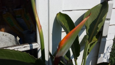 Streli Blüte-2.jpg
