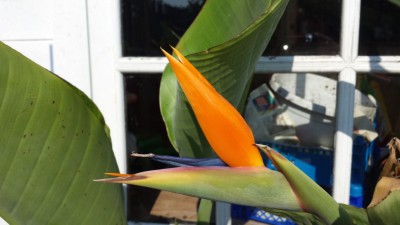 Streli Blüte.jpg