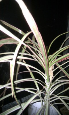 IMG_20130609_023401.jpg