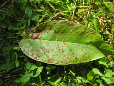 Blatt-rote Pusteln.jpg