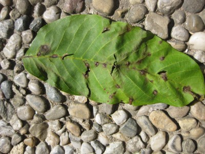 Blatt-braune Flecken.jpg
