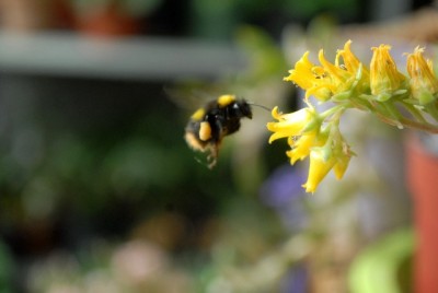 Crassulaceae213 015yy.jpg