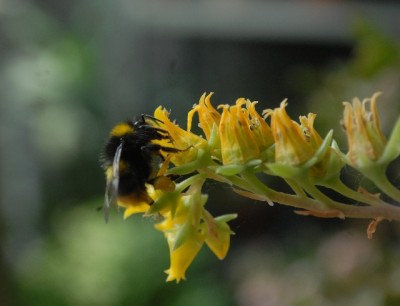 Crassulaceae213 011yy.jpg