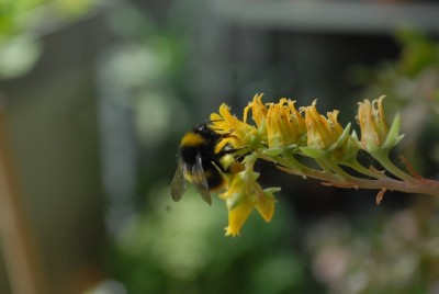 Crassulaceae213 009yy.jpg