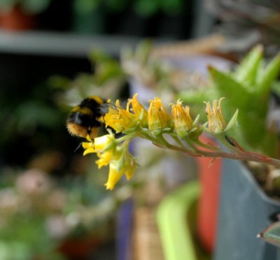 Crassulaceae213 005yy.jpg