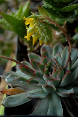 Crassulaceae213 001yy.jpg