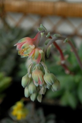 Crassulaceae213 018yy.jpg