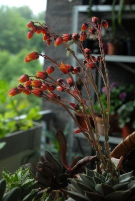 Crassulaceae213 002yy.jpg