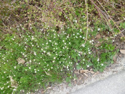P1060615l.jpg