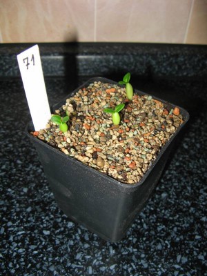 Pachypodium bispinosum_130609.JPG