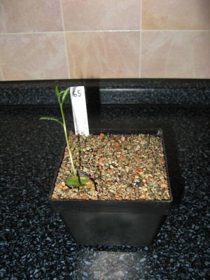 Elephantorrhiza suffruticosa_130609.JPG