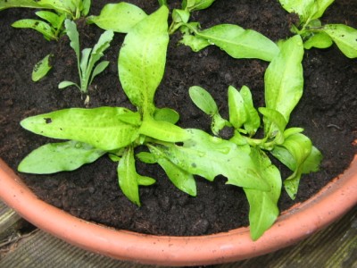 Selbstausgesäte Sommerblumen 002.JPG