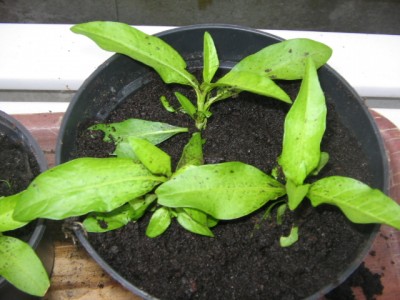 Selbstausgesäte Sommerblumen 003.JPG