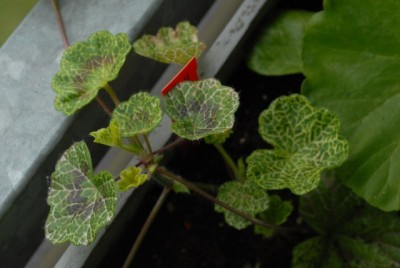 Pellis2013 110yy.jpg