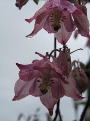 IMG_4074.JPG