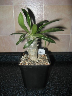 P. rosulatum_130521.jpg