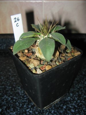 P. namaquanum_130528.jpg