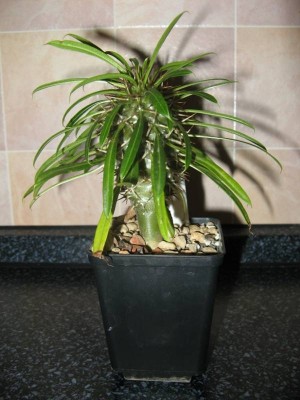 P. lamerei_130513.jpg
