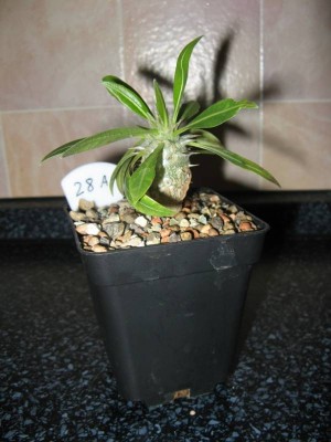 P. horombense_130513.jpg