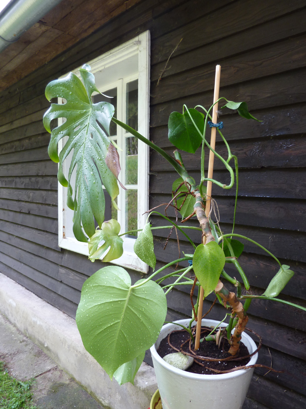 rubber plant tineke Ficus elastica Tineke - Variegated Rubber Plant | Hortology