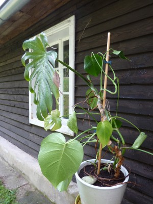 Alten Philodendron retten  Pflanzenkrankheiten & Schdlinge  GREEN24  Pflanzen & Garten Forum