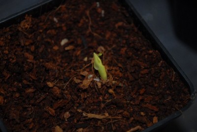 Canna 002yy.jpg