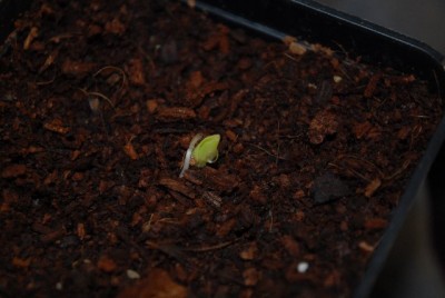 Canna 001yy.jpg