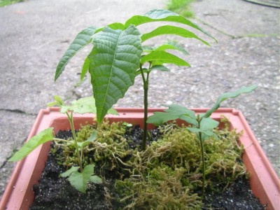 neue bonsai 002.JPG