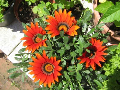 Juni 01 2013 065.JPG