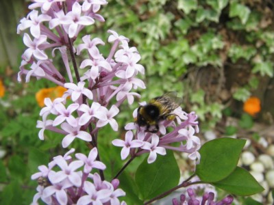 Juni 2013 02 021.JPG