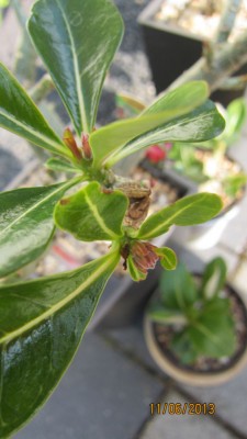 Stecklingsknospen 2013.jpg